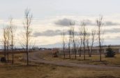 a dirt road in a grassy field with trees